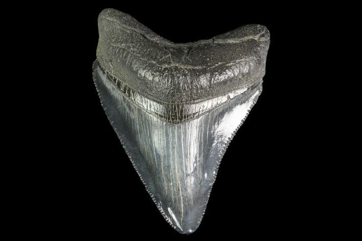 Serrated, Juvenile Megalodon Tooth - Georgia #142343